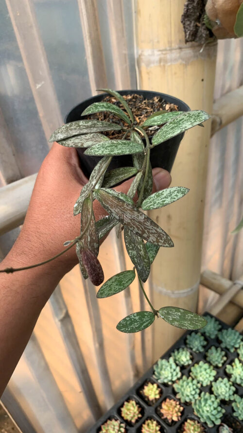 Hoya Sigillatis, real gallery image #5 plants. Picture taken directly from kaktus.id community Hoya farmer green houses.