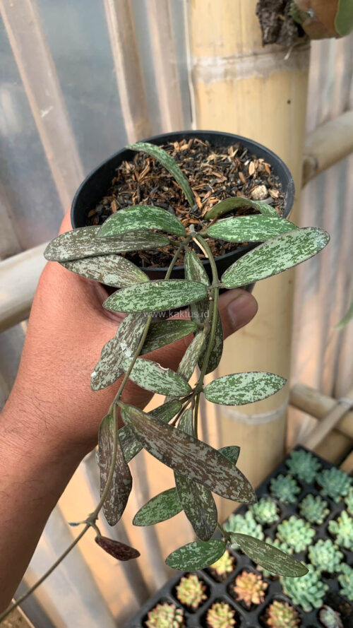 Hoya Sigillatis, real gallery image #6 plants. Picture taken directly from kaktus.id community Hoya farmer green houses.