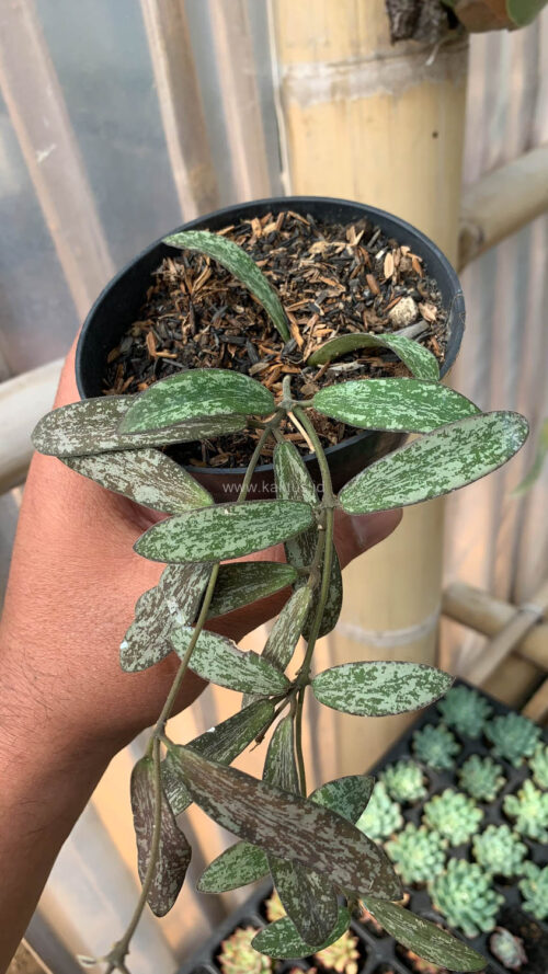 Hoya Sigillatis, real gallery image #7 plants. Picture taken directly from kaktus.id community Hoya farmer green houses.