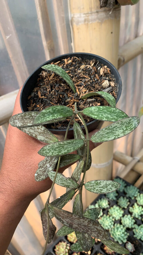 Hoya Sigillatis, real gallery image #8 plants. Picture taken directly from kaktus.id community Hoya farmer green houses.