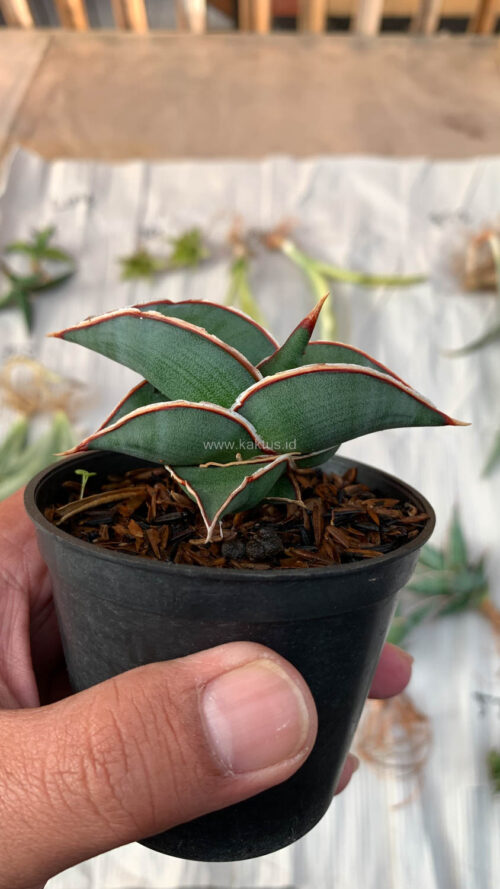 Sansevieria Rorida, real gallery image #1 plants. Picture taken directly from kaktus.id community Sansevieria farmer green houses.
