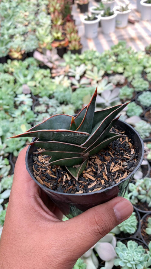 Sansevieria Rorida, real gallery image #5 plants. Picture taken directly from kaktus.id community Sansevieria farmer green houses.