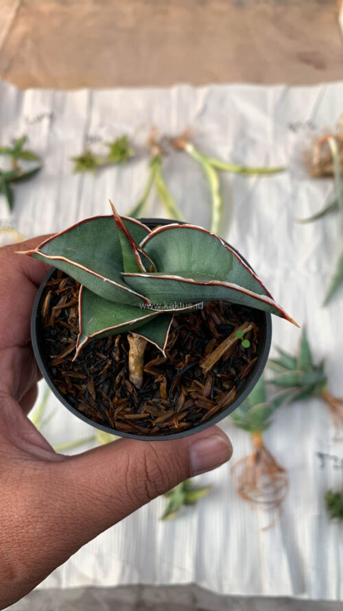 Sansevieria Rorida, real gallery image #3 plants. Picture taken directly from kaktus.id community Sansevieria farmer green houses.