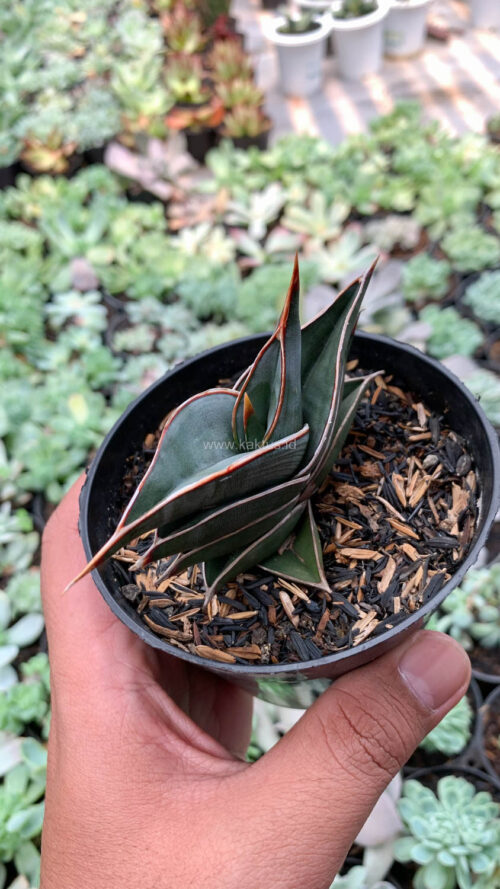 Sansevieria Rorida, real gallery image #9 plants. Picture taken directly from kaktus.id community Sansevieria farmer green houses.