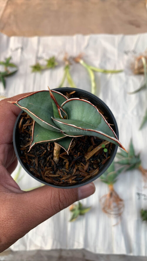 Sansevieria Rorida, real gallery image #13 plants. Picture taken directly from kaktus.id community Sansevieria farmer green houses.