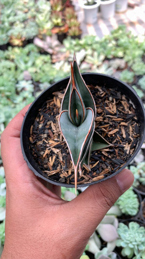 Sansevieria Rorida, real gallery image #11 plants. Picture taken directly from kaktus.id community Sansevieria farmer green houses.