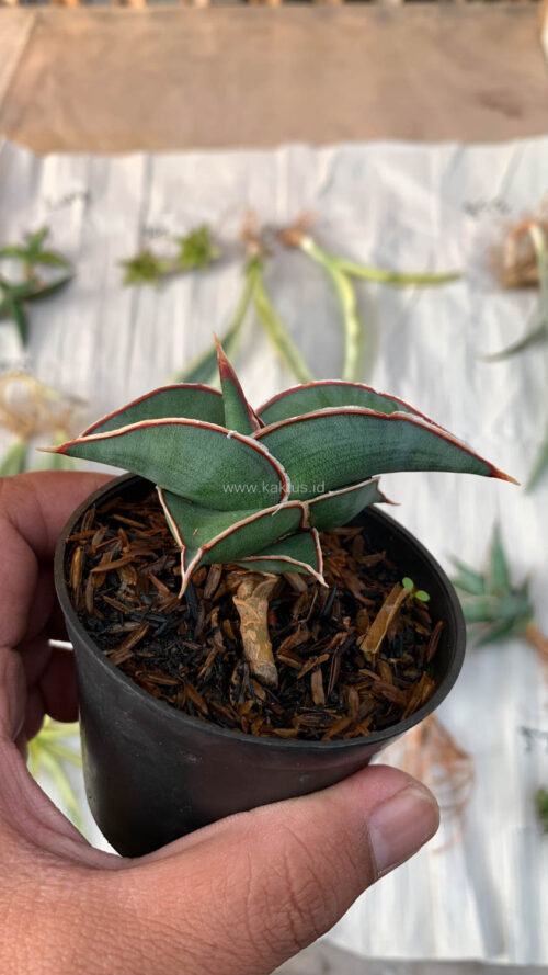 Sansevieria Rorida, real gallery image #16 plants. Picture taken directly from kaktus.id community Sansevieria farmer green houses.