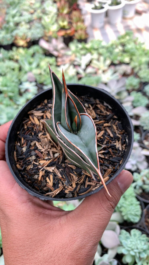 Sansevieria Rorida, real gallery image #14 plants. Picture taken directly from kaktus.id community Sansevieria farmer green houses.