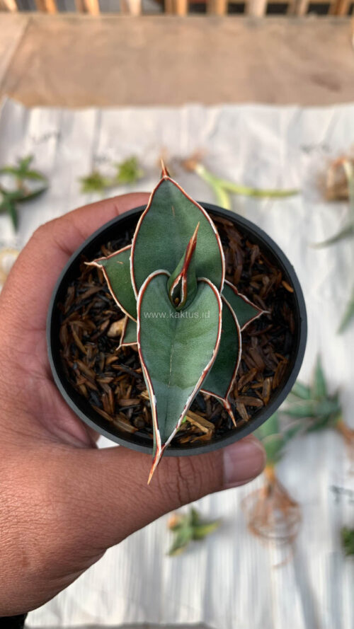Sansevieria Rorida, real gallery image #17 plants. Picture taken directly from kaktus.id community Sansevieria farmer green houses.