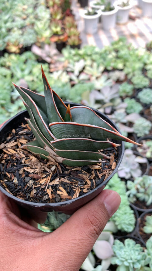 Sansevieria Rorida, real gallery image #24 plants. Picture taken directly from kaktus.id community Sansevieria farmer green houses.