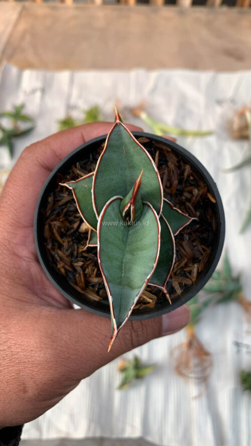 Sansevieria Rorida, real gallery image #19 plants. Picture taken directly from kaktus.id community Sansevieria farmer green houses.