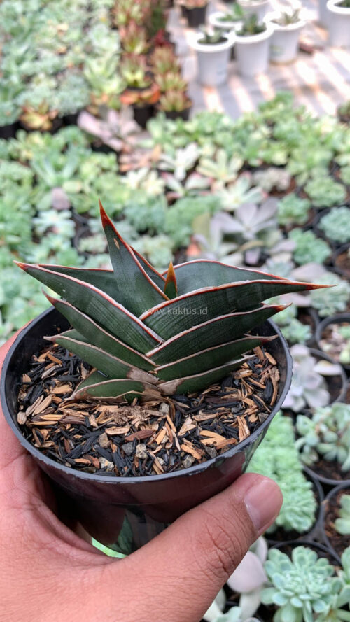 Sansevieria Rorida, real gallery image #15 plants. Picture taken directly from kaktus.id community Sansevieria farmer green houses.