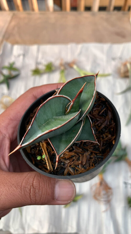 Sansevieria Rorida, real gallery image #20 plants. Picture taken directly from kaktus.id community Sansevieria farmer green houses.