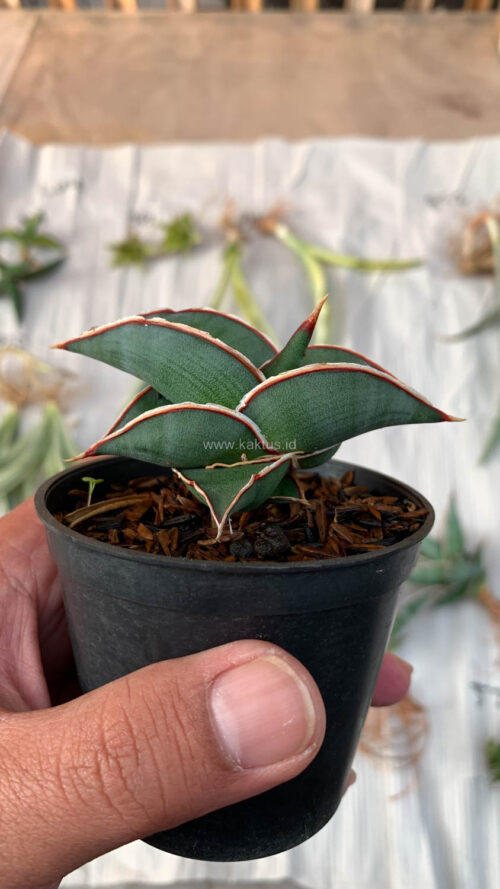 Sansevieria Rorida, real gallery image #21 plants. Picture taken directly from kaktus.id community Sansevieria farmer green houses.