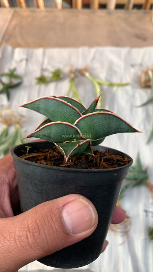 Sansevieria Rorida, real gallery image #23 plants. Picture taken directly from kaktus.id community Sansevieria farmer green houses.