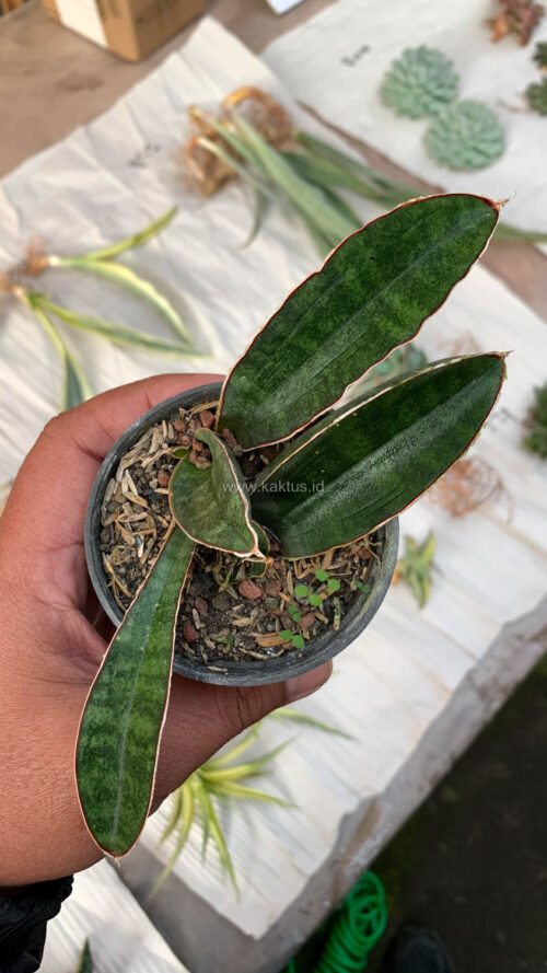 Sansevieria Baseball 1 Leaf, real gallery image #9 plants. Picture taken directly from kaktus.id community Sansevieria farmer green houses.
