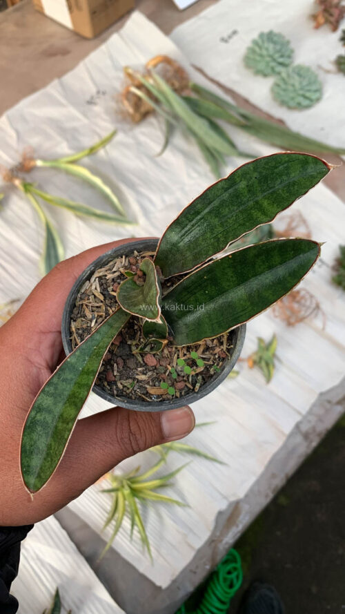 Sansevieria Baseball 1 Leaf, real gallery image #10 plants. Picture taken directly from kaktus.id community Sansevieria farmer green houses.