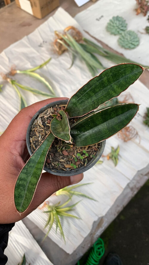 Sansevieria Baseball 1 Leaf, real gallery image #11 plants. Picture taken directly from kaktus.id community Sansevieria farmer green houses.