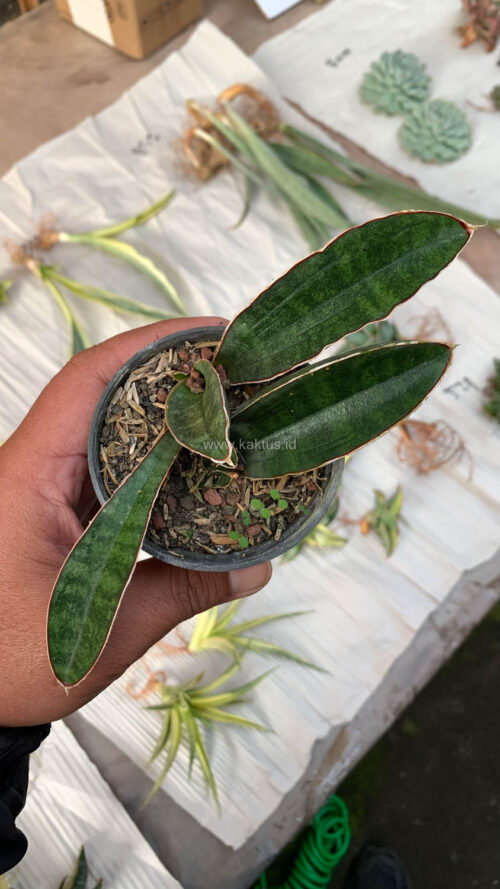 Sansevieria Baseball 1 Leaf, real gallery image #12 plants. Picture taken directly from kaktus.id community Sansevieria farmer green houses.