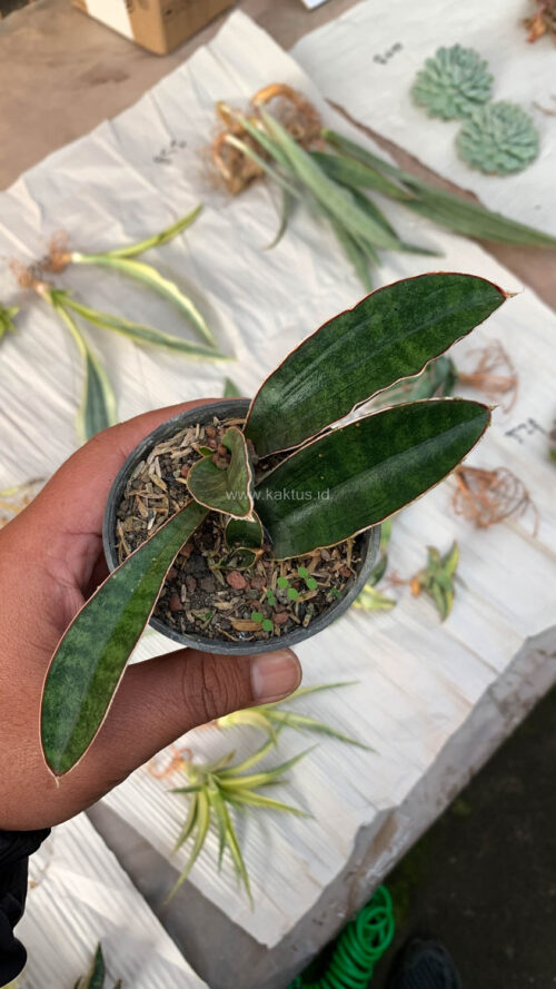 Sansevieria Baseball 1 Leaf, real gallery image #13 plants. Picture taken directly from kaktus.id community Sansevieria farmer green houses.