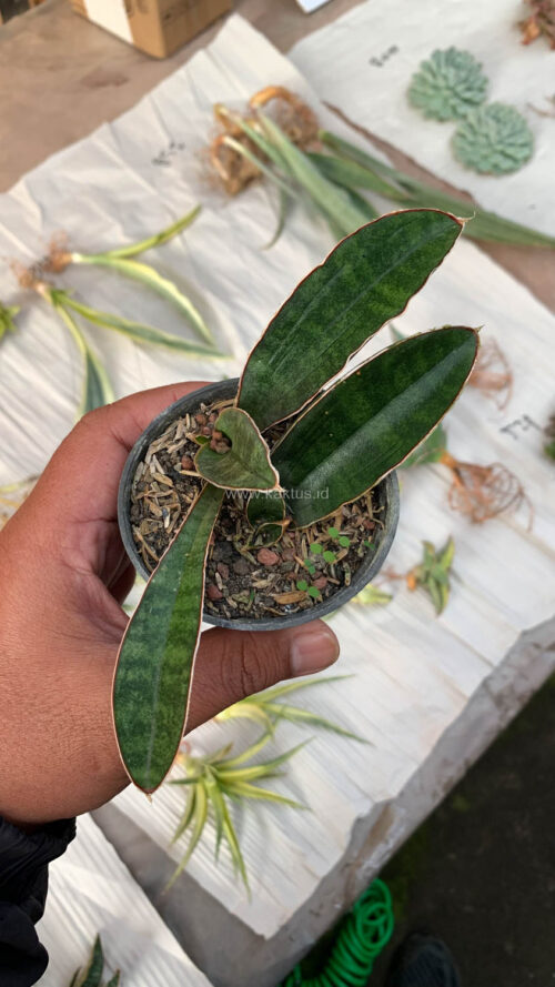 Sansevieria Baseball 1 Leaf, real gallery image #14 plants. Picture taken directly from kaktus.id community Sansevieria farmer green houses.