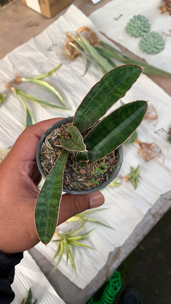 kaktus.id