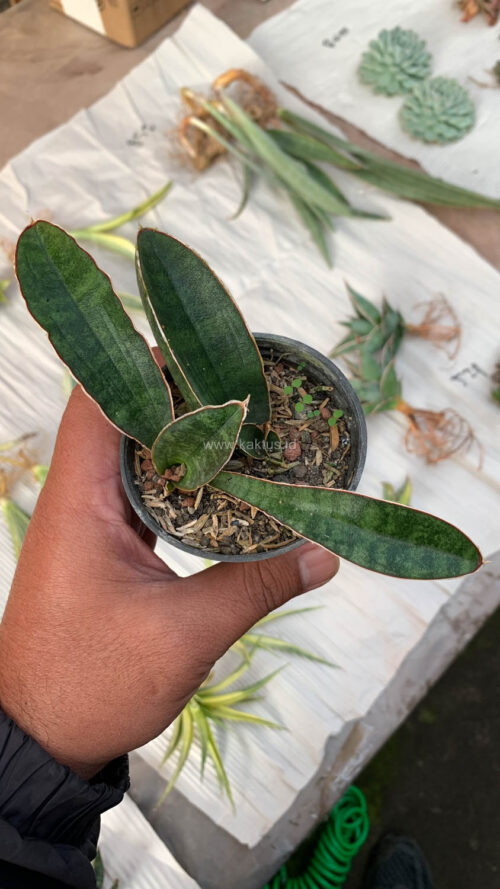Sansevieria Baseball 1 Leaf, real gallery image #15 plants. Picture taken directly from kaktus.id community Sansevieria farmer green houses.