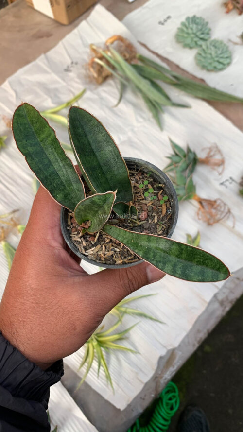 Sansevieria Baseball 1 Leaf, real gallery image #16 plants. Picture taken directly from kaktus.id community Sansevieria farmer green houses.