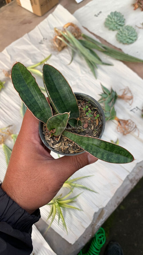 Sansevieria Baseball 1 Leaf, real gallery image #17 plants. Picture taken directly from kaktus.id community Sansevieria farmer green houses.