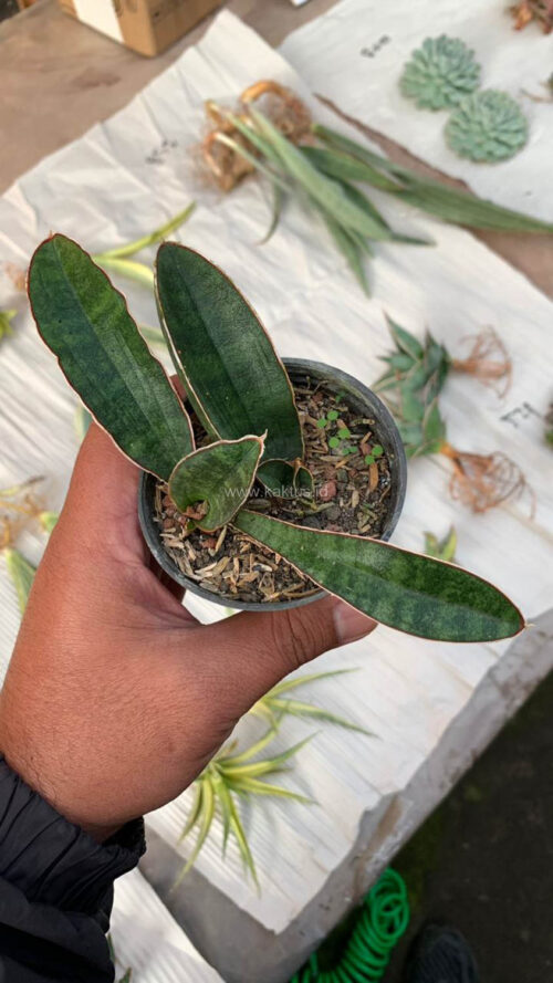 Sansevieria Baseball 1 Leaf, real gallery image #2 plants. Picture taken directly from kaktus.id community Sansevieria farmer green houses.