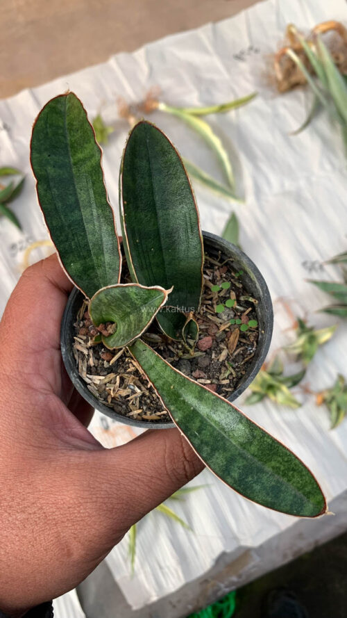 Sansevieria Baseball 1 Leaf, real gallery image #3 plants. Picture taken directly from kaktus.id community Sansevieria farmer green houses.