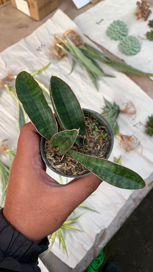 Sansevieria Baseball 1 Leaf, real gallery image #5 plants. Picture taken directly from kaktus.id community Sansevieria farmer green houses.