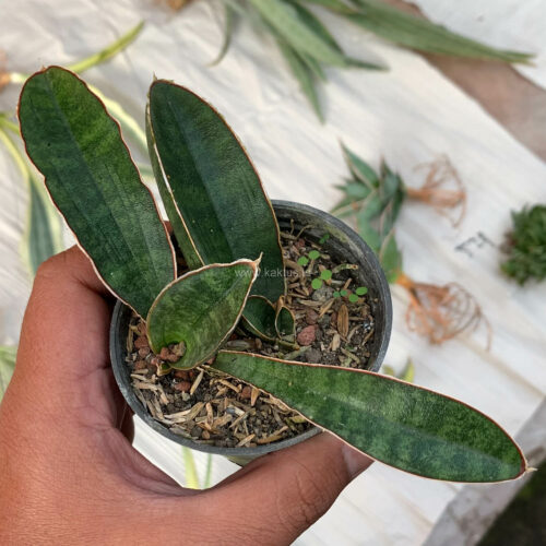 Sansevieria Baseball 1 Leaf, real feature image plant. Picture taken directly from kaktus.id community Sansevieria farmer green houses.