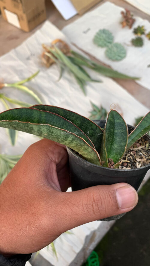Sansevieria Baseball 1 Leaf, real gallery image #1 plants. Picture taken directly from kaktus.id community Sansevieria farmer green houses.