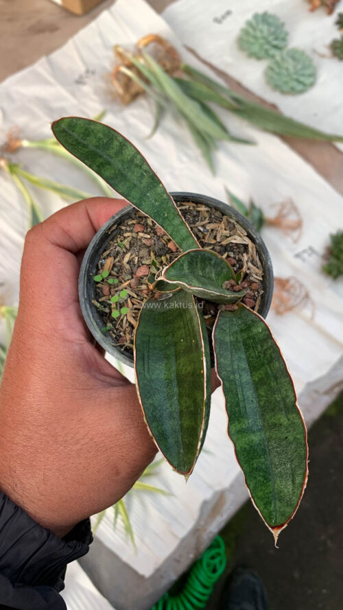 Sansevieria Baseball 1 Leaf, real gallery image #6 plants. Picture taken directly from kaktus.id community Sansevieria farmer green houses.