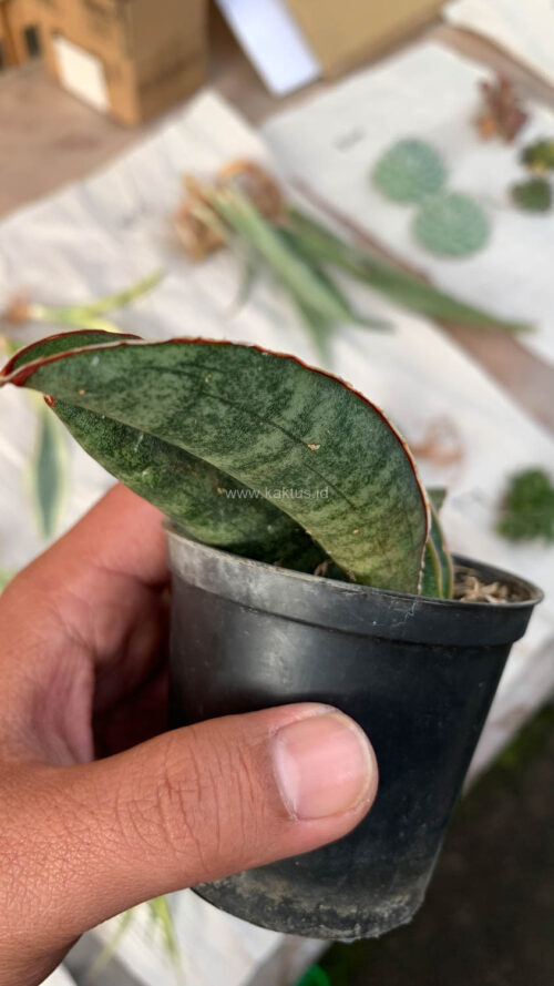 Sansevieria Baseball 1 Leaf, real gallery image #7 plants. Picture taken directly from kaktus.id community Sansevieria farmer green houses.