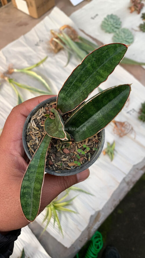 Sansevieria Baseball 1 Leaf, real gallery image #8 plants. Picture taken directly from kaktus.id community Sansevieria farmer green houses.