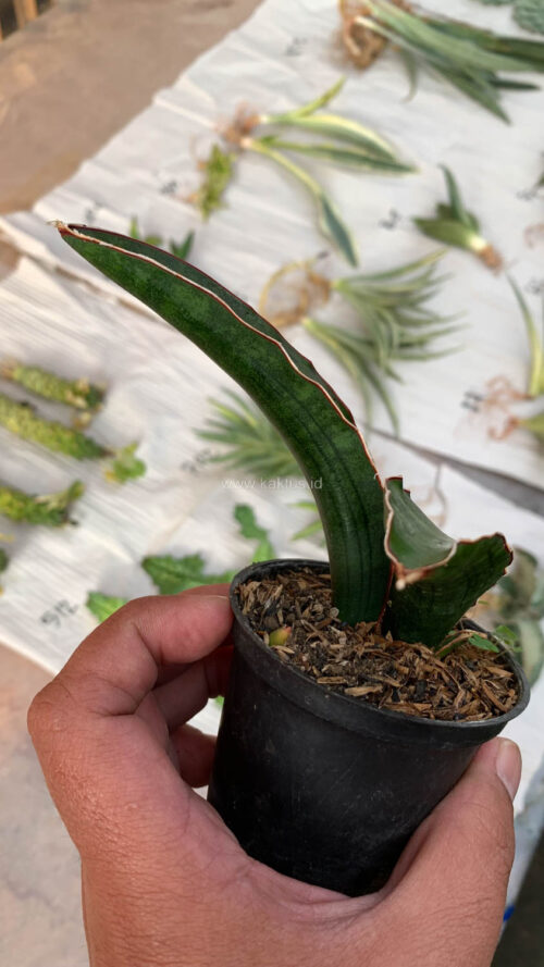Sansevieria Sinus Simiorum 1 Leaf, real gallery image #12 plants. Picture taken directly from kaktus.id community Sansevieria farmer green houses.