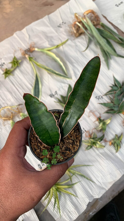 Sansevieria Sinus Simiorum 1 Leaf, real gallery image #13 plants. Picture taken directly from kaktus.id community Sansevieria farmer green houses.