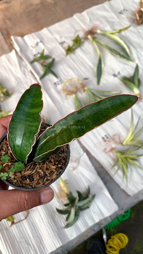Sansevieria Sinus Simiorum 1 Leaf, real gallery image #7 plants. Picture taken directly from kaktus.id community Sansevieria farmer green houses.