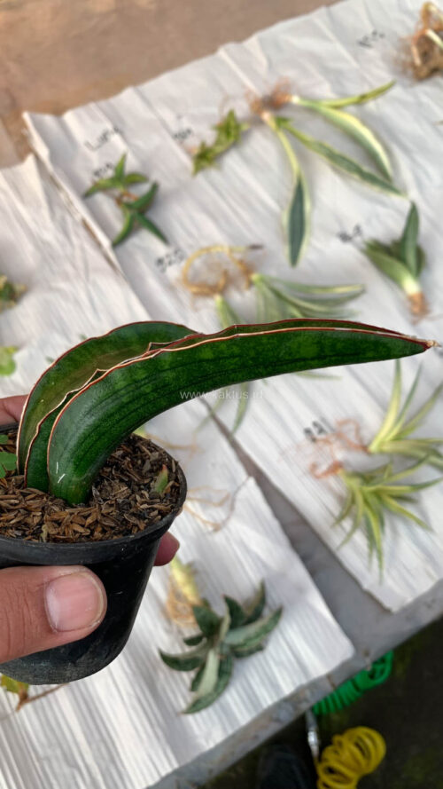 Sansevieria Sinus Simiorum 1 Leaf, real gallery image #3 plants. Picture taken directly from kaktus.id community Sansevieria farmer green houses.