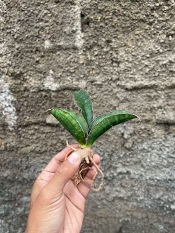 Sansevieria Sinus Simiorum 1 Leaf, real gallery image #4 plants. Picture taken directly from kaktus.id community Sansevieria farmer green houses.