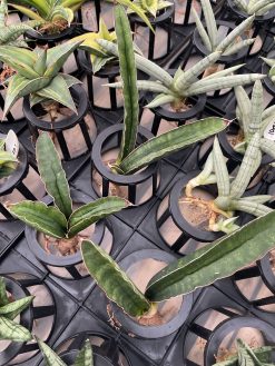 Sansevieria Sinus Simiorum 1 Leaf, real gallery image #6 plants. Picture taken directly from kaktus.id community Sansevieria farmer green houses.