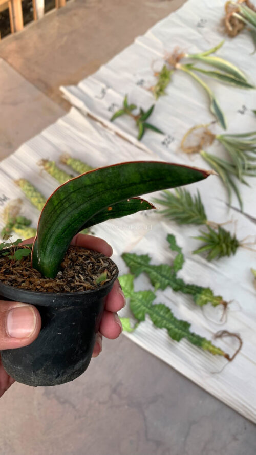 Sansevieria Sinus Simiorum 1 Leaf, real gallery image #8 plants. Picture taken directly from kaktus.id community Sansevieria farmer green houses.