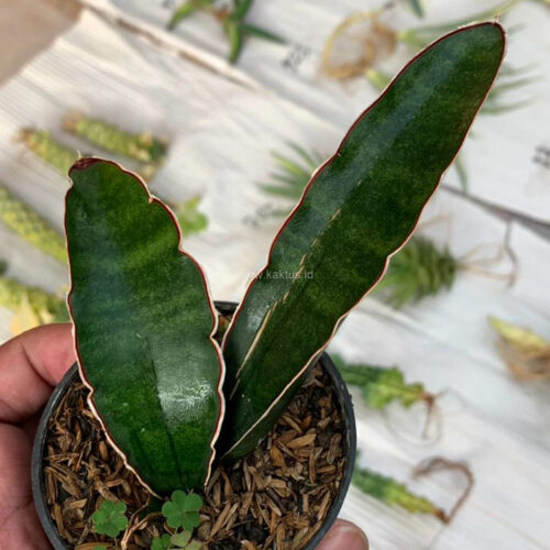 Sansevieria Sinus Simiorum 1 Leaf, real gallery image #1 plants. Picture taken directly from kaktus.id community Sansevieria farmer green houses.