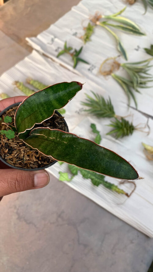 Sansevieria Sinus Simiorum 1 Leaf, real gallery image #9 plants. Picture taken directly from kaktus.id community Sansevieria farmer green houses.