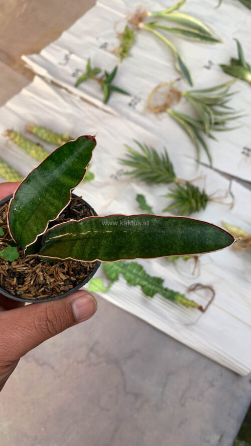 Sansevieria Sinus Simiorum 1 Leaf, real gallery image #10 plants. Picture taken directly from kaktus.id community Sansevieria farmer green houses.
