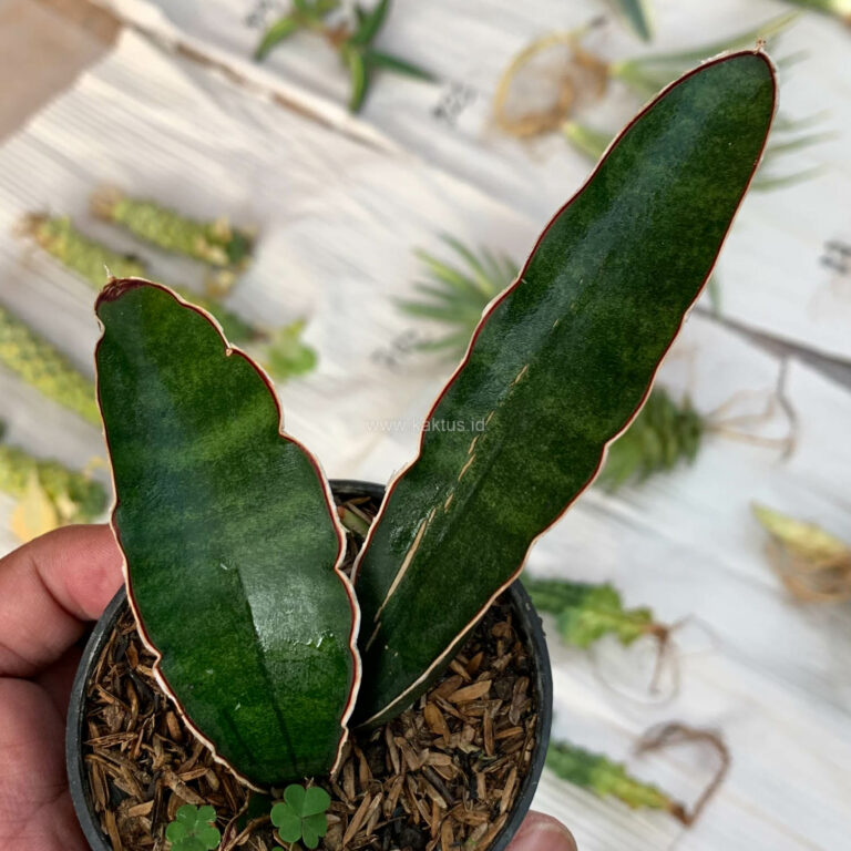 SANSEVIERIA SINUS-SIMIORUM `ZIMBABWE` 【公式通販】