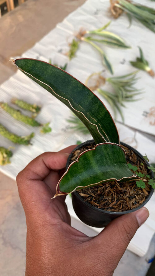 Sansevieria Sinus Simiorum 1 Leaf, real gallery image #11 plants. Picture taken directly from kaktus.id community Sansevieria farmer green houses.