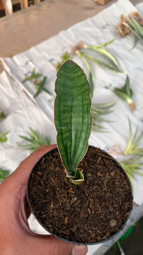 Sansevieria Malawi Bat, real gallery image #9 plants. Picture taken directly from kaktus.id community Sansevieria farmer green houses.